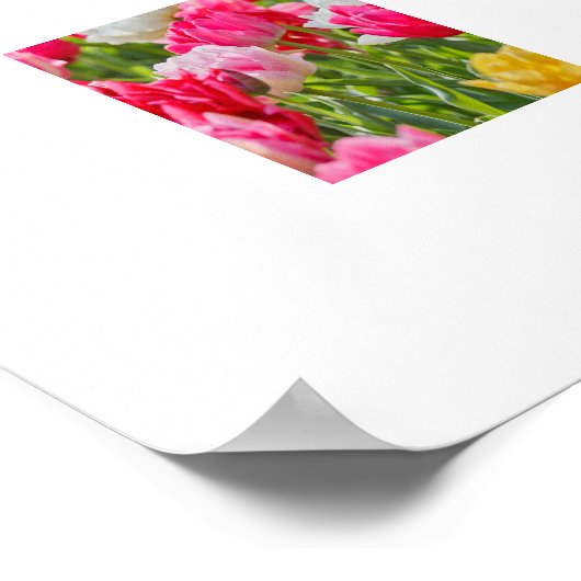 TulpenPoster Poster (Hoek)