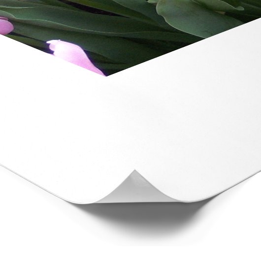 TulpenPoster Poster (Hoek)