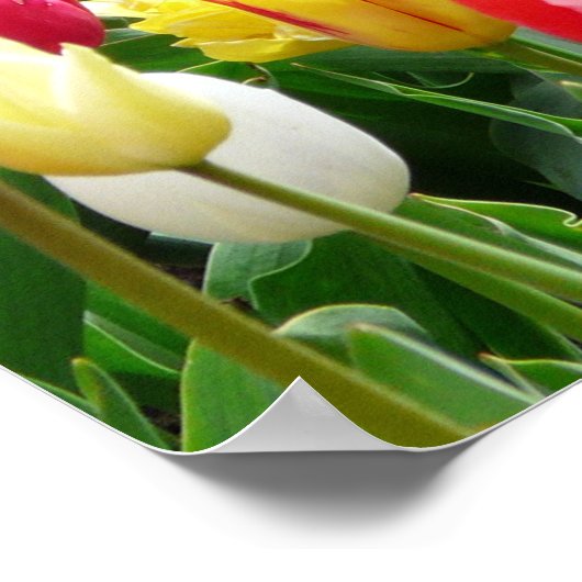 TulpenPoster Poster (Hoek)