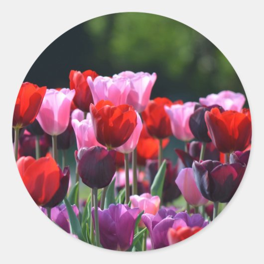 TulpenStickers Ronde Sticker (Voorkant)