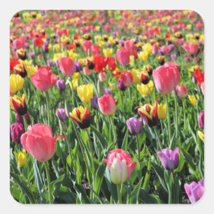 TulpenStickers Vierkante Sticker
