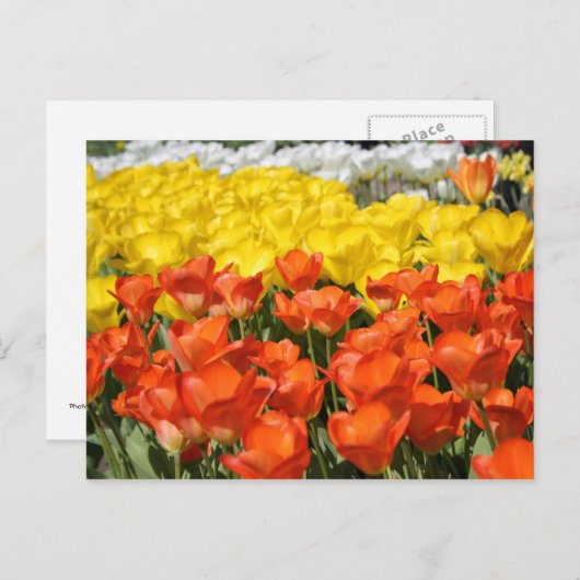 Tulpentuin Briefkaart (Voorkant / Achterkant)