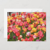 Tulpenvallei Briefkaart (Voorkant / Achterkant)