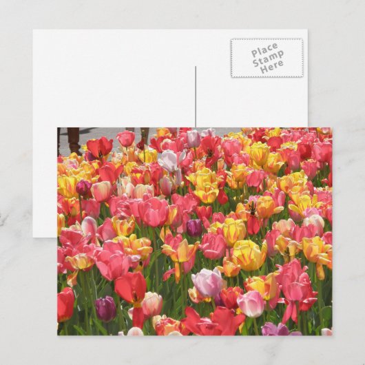 Tulpenvallei Briefkaart (Voorkant / Achterkant)