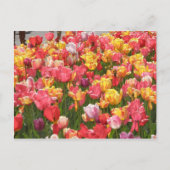 Tulpenvallei Briefkaart (Voorkant)