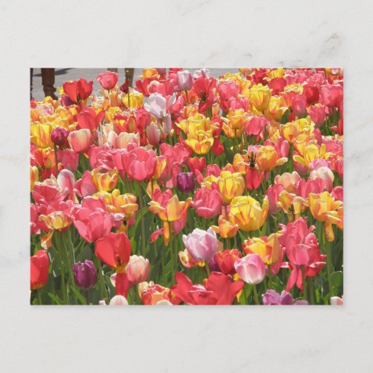 Tulpenvallei Briefkaart (Voorkant)