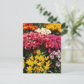 Tulpenvariëteit Briefkaart (Staand voorkant)