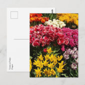Tulpenvariëteit Briefkaart (Voorkant / Achterkant)