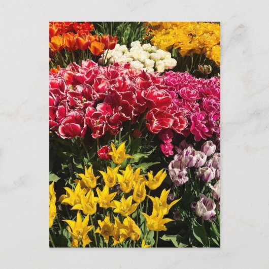 Tulpenvariëteit Briefkaart (Voorkant)
