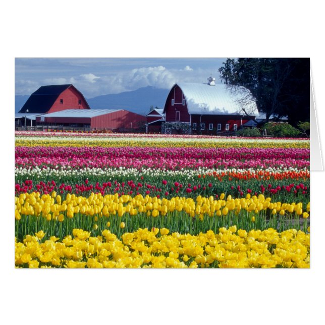 Tulpenveld (Voorkant Horizontaal)