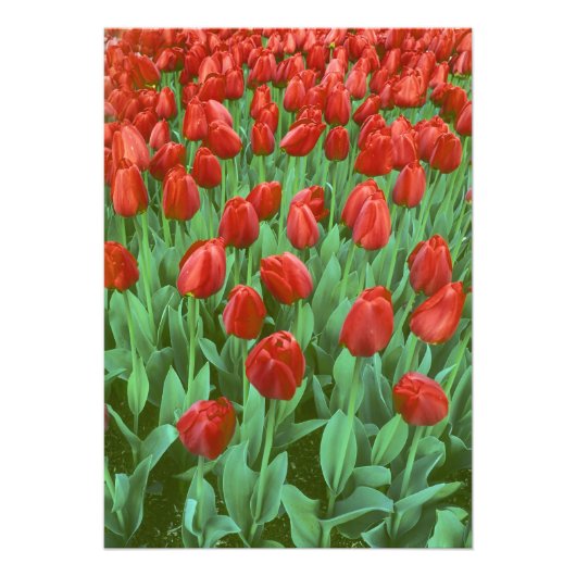 Tulpenveld bloeit in de lente. foto afdruk (Voorkant)