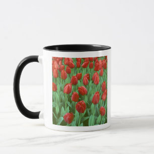 Tulpenveld bloeit in de lente. mok