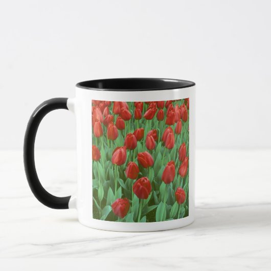 Tulpenveld bloeit in de lente. mok (Links)