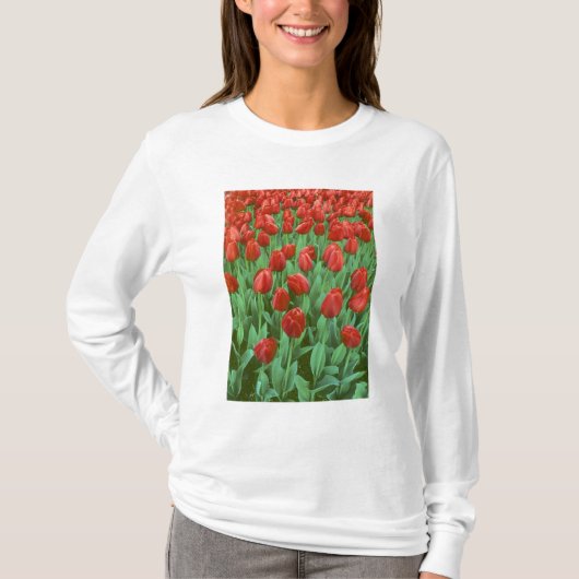 Tulpenveld bloeit in de lente. t-shirt (Voorkant)