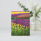 Tulpenveld Briefkaart (Staand voorkant)