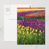 Tulpenveld Briefkaart (Voorkant / Achterkant)
