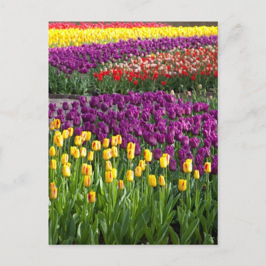 Tulpenveld Briefkaart (Voorkant)
