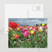 Tulpenveld Briefkaart (Voorkant / Achterkant)