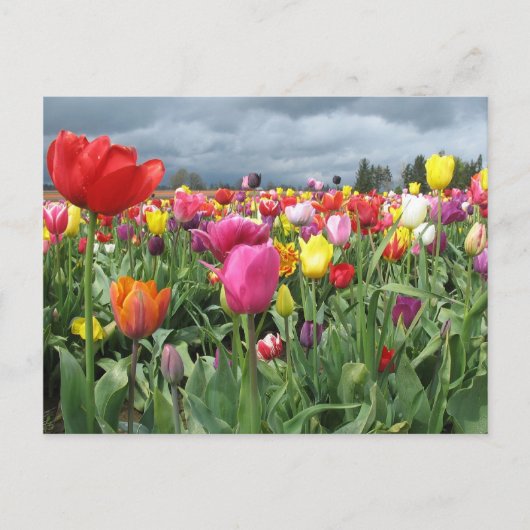 Tulpenveld Briefkaart (Voorkant)