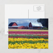 Tulpenveld Briefkaart (Voorkant / Achterkant)