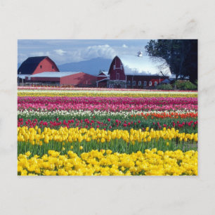 Tulpenveld Briefkaart