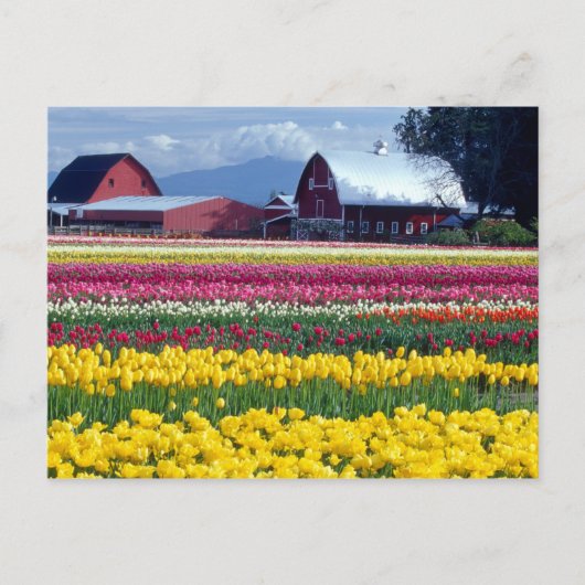 Tulpenveld Briefkaart (Voorkant)
