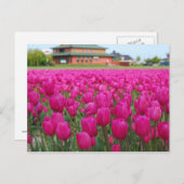 Tulpenveld Briefkaart (Voorkant / Achterkant)