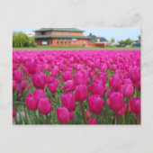 Tulpenveld Briefkaart (Voorkant)