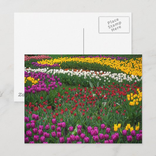 Tulpenveld Briefkaart (Voorkant / Achterkant)
