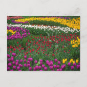 Tulpenveld Briefkaart (Voorkant)