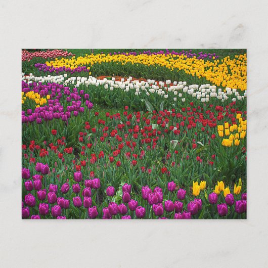 Tulpenveld Briefkaart (Voorkant)