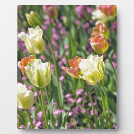 Tulpenveld Fotoplaat (Voorkant)
