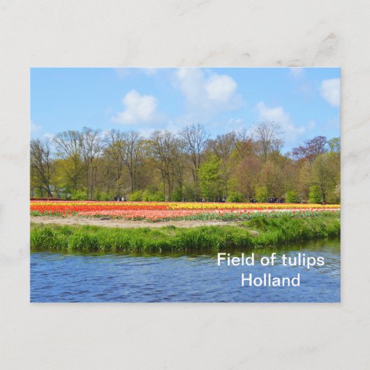 Tulpenveld in Nederland Briefkaart (Voorkant)