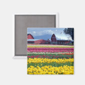Tulpenveld Magneet (Voorkant / Achterkant)