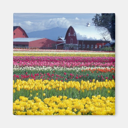 Tulpenveld Magneet (Voorkant)