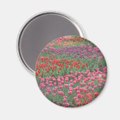 Tulpenveld Magneet (Voorkant / Achterkant)