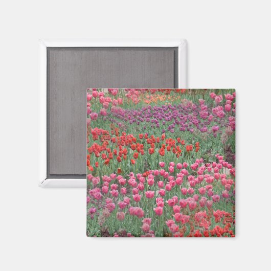 Tulpenveld Magneet (Voorkant / Achterkant)