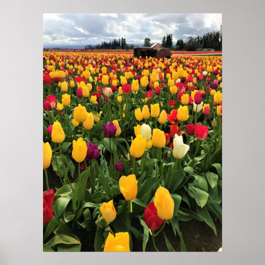 Tulpenveld met oude tractor, Oregon Poster (Voorkant)