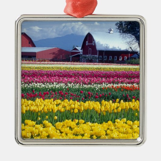 Tulpenveld Metalen Ornament (Voorkant)