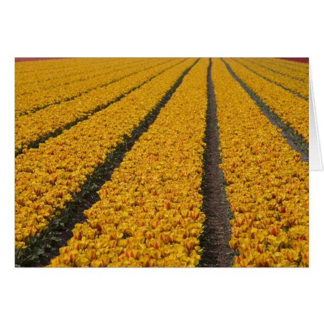 Tulpenveld, Nederland (Voorkant Horizontaal)