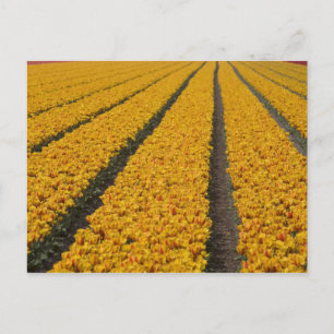 Tulpenveld, Nederland Briefkaart