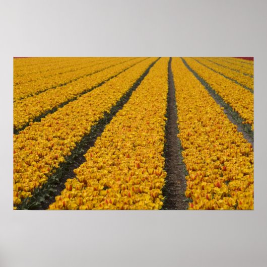 Tulpenveld, Nederland Poster (Voorkant)