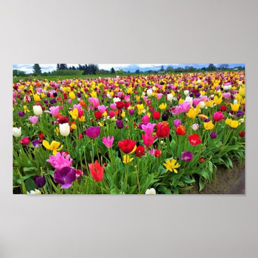 Tulpenveld, Oregon Poster (Voorkant)