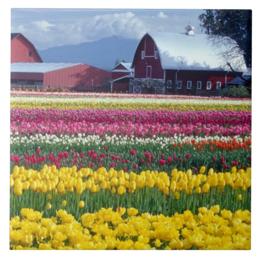 Tulpenveld Tegeltje (Voorkant)