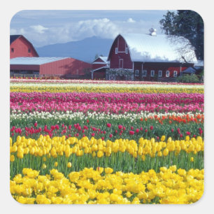 Tulpenveld Vierkante Sticker