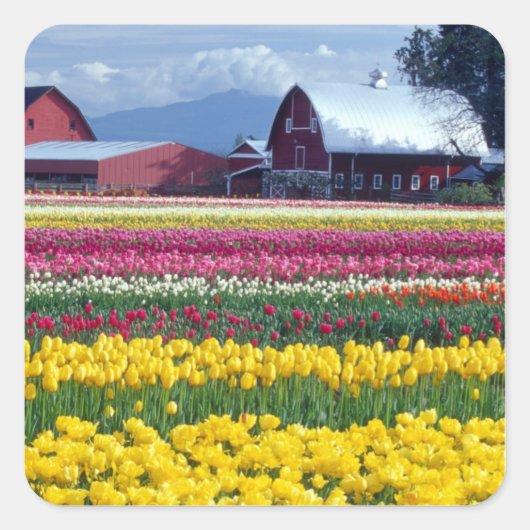 Tulpenveld Vierkante Sticker (Voorkant)