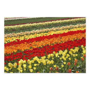 Tulpenvelden, nabij Tapanui, West Otago, Zuid Foto Afdruk