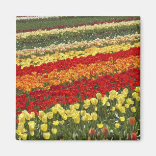 Tulpenvelden, nabij Tapanui, West Otago, Zuid Magneet