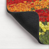 Tulpenvelden, nabij Tapanui, West Otago, Zuid Muismat (Hoek)
