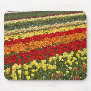 Tulpenvelden, nabij Tapanui, West Otago, Zuid Muismat